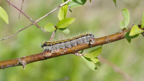 Aporia crataegi